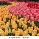 文化强国的内涵:构建民族自信与文化软实力的新时代探索 uv3x5ltgyh