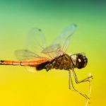 揭秘秘密教学:漫画形式的学习秘籍PDF下载 wlx6u